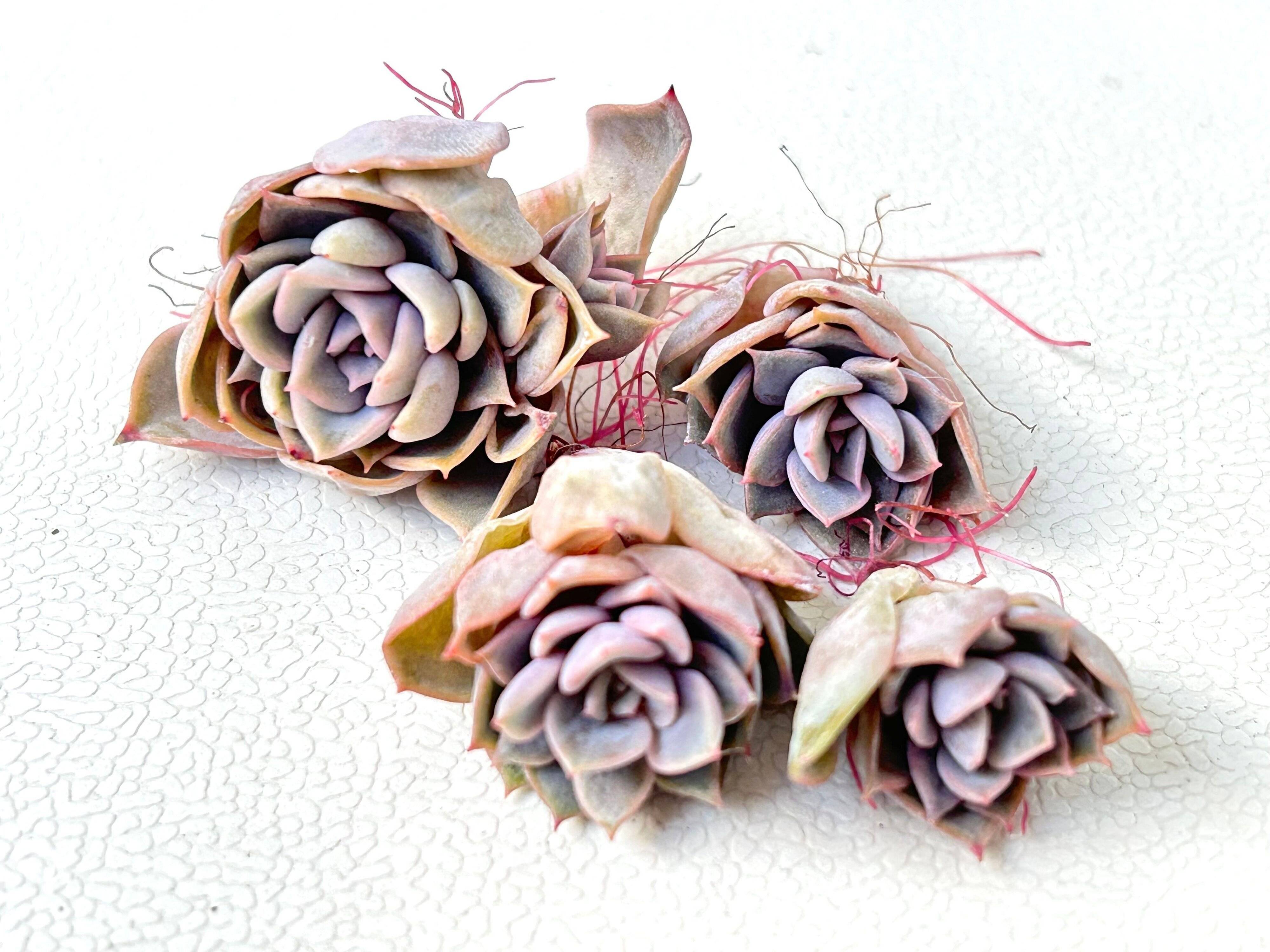 多肉植物　生命力