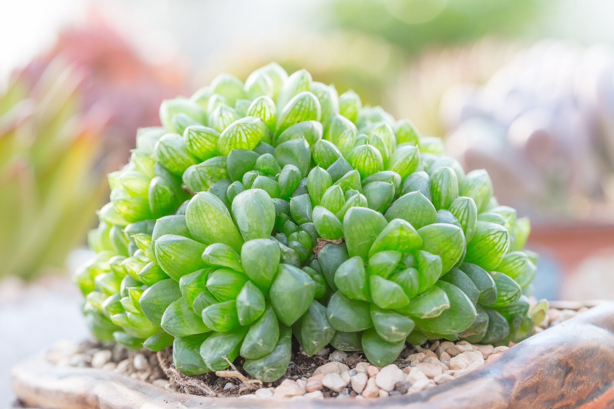 オブツーサとは？