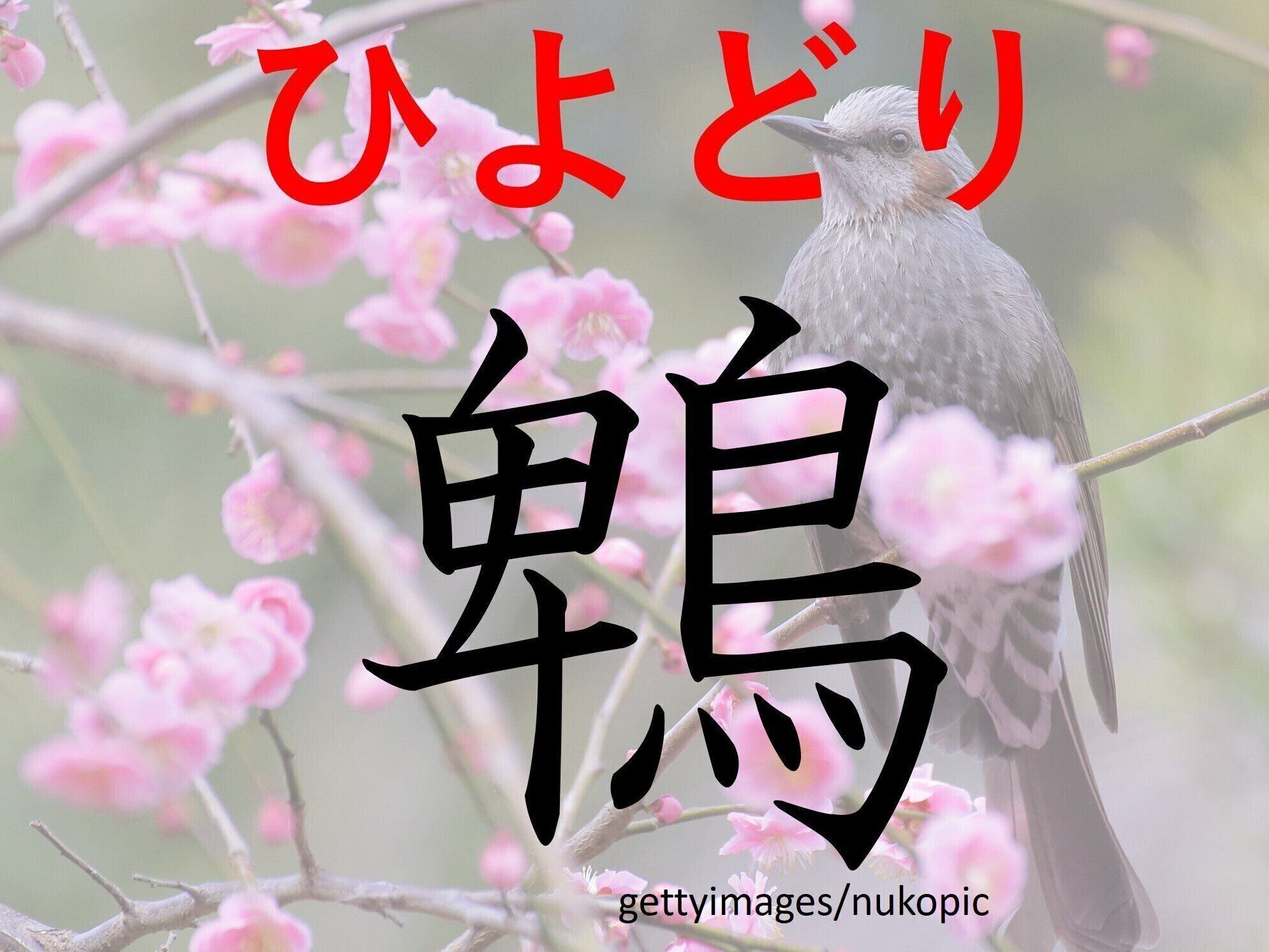 声を聞くとすぐわかる！難読漢字「鵯」はなんて読む？