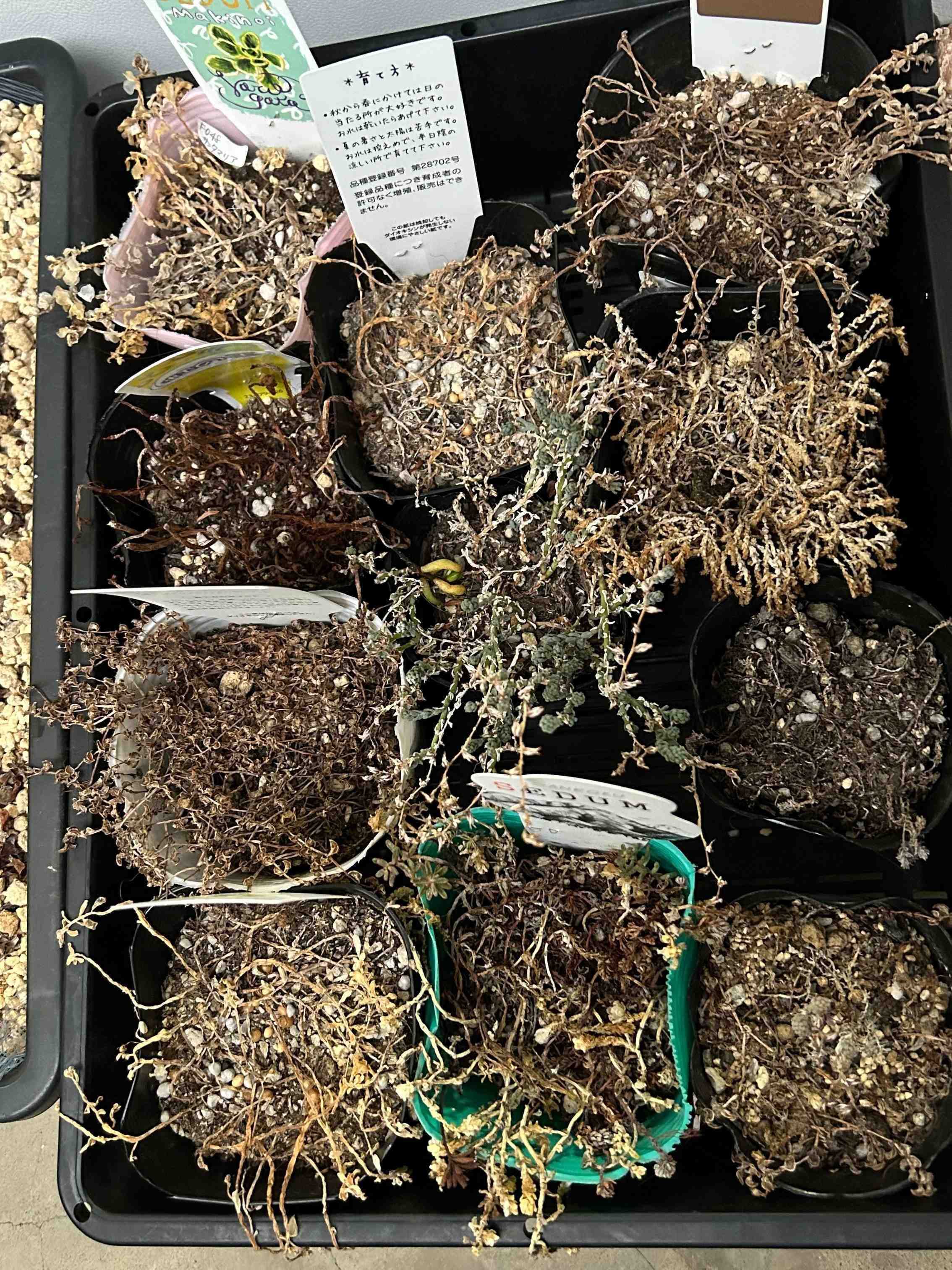 多肉植物　セダム