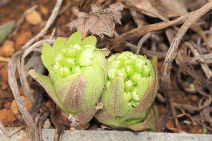 管理栄養士監修 ふきのとう の主な栄養素とカロリーまとめ おすすめな調理方法は サンキュ 管理栄養士監修 ふきのとう の主な栄養素とカロリーまとめ おすすめな調理方法は サンキュ