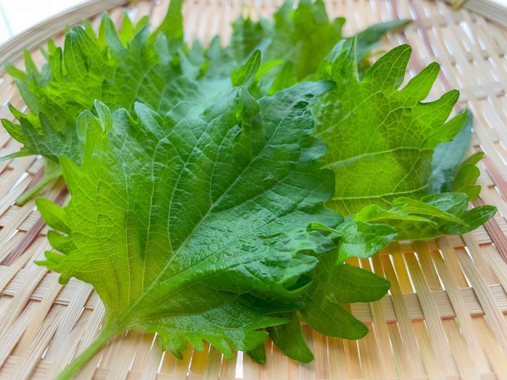 大葉 しそ を買ったらこれだけやって 2週間以上みずみずしく保存できる方法を野菜のプロが伝授 サンキュ 大葉 しそ を買ったらこれだけやって 2週間以上みずみずしく保存できる方法を野菜のプロが伝授 サンキュ