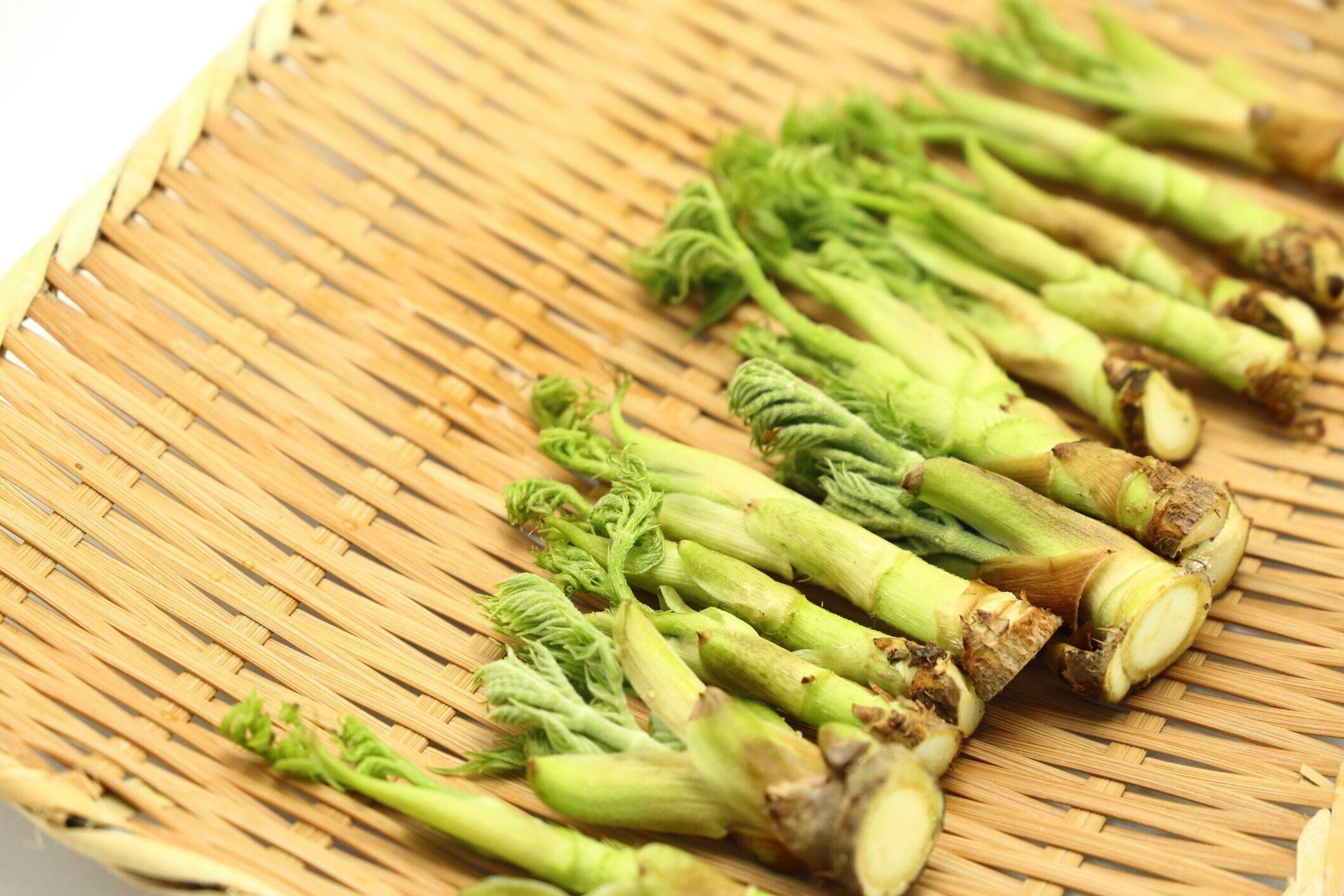 山菜、タラの芽