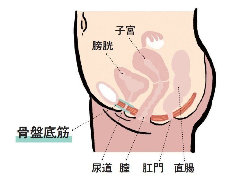 アラフォーならだれにでも起こり得る 尿漏れ 生理 対策は サンキュ