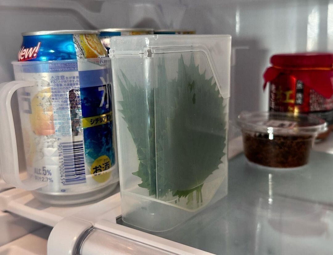 【セリア】余裕で長持ち！大葉保存ケース