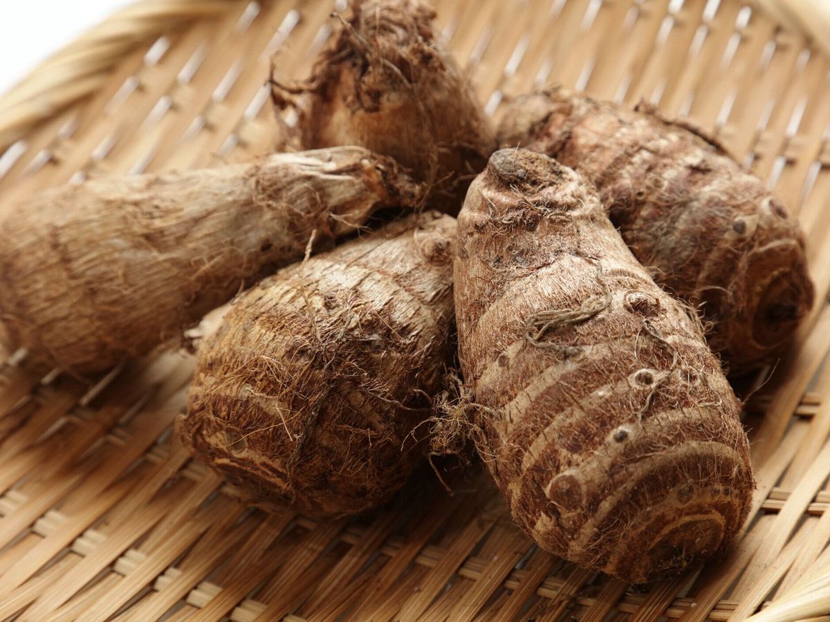 新鮮な収穫、里芋ジャガイモ。(里芋, 里芋)。