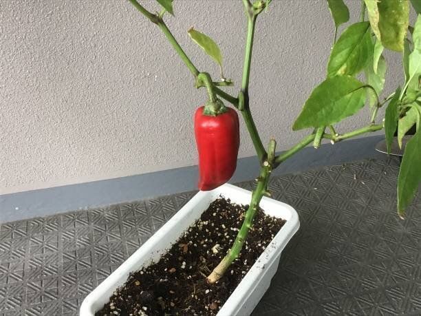 バルコニーの菜園で熟した赤ピーマン