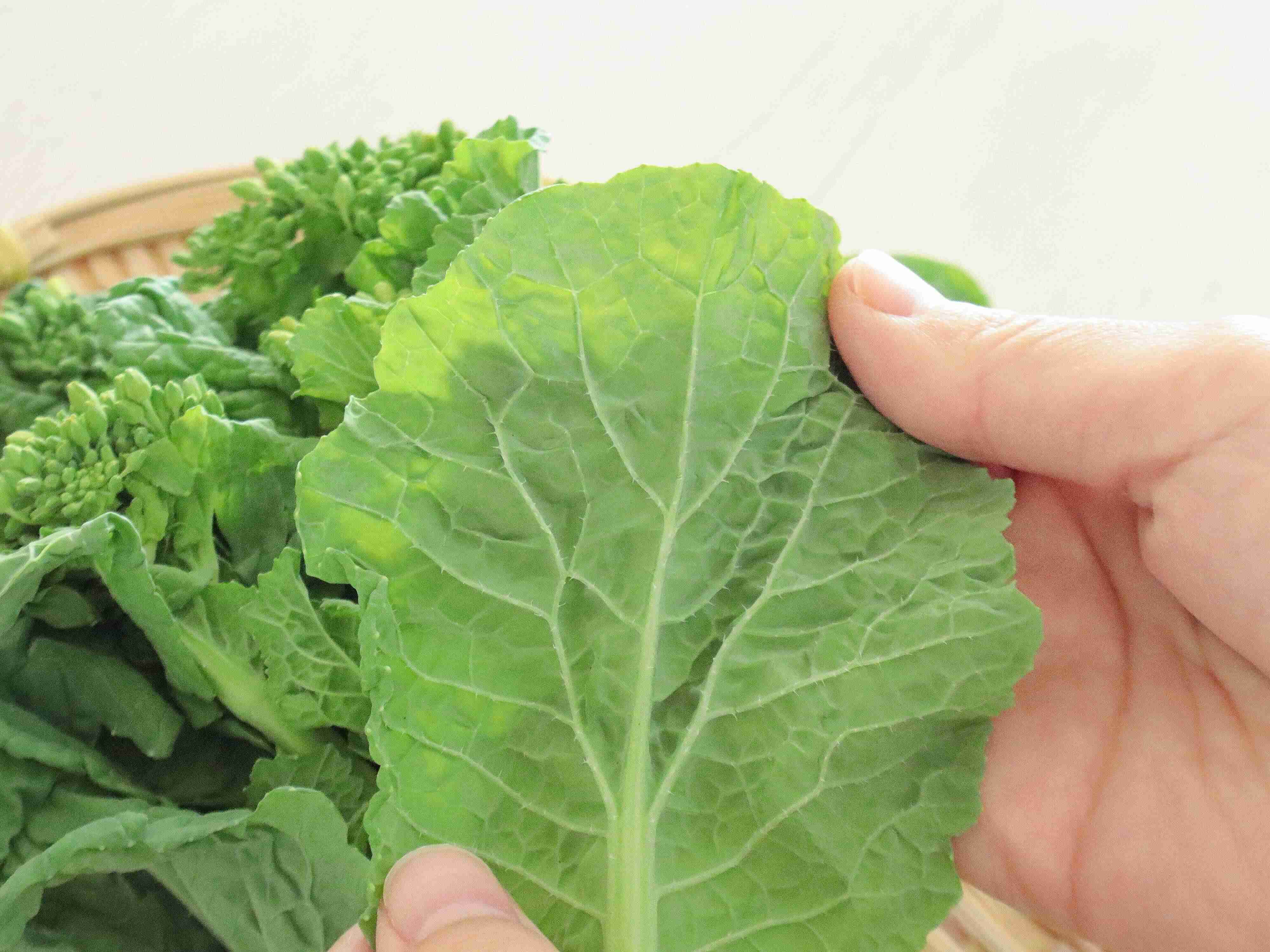 葉が濃い緑色で葉脈がくっきり