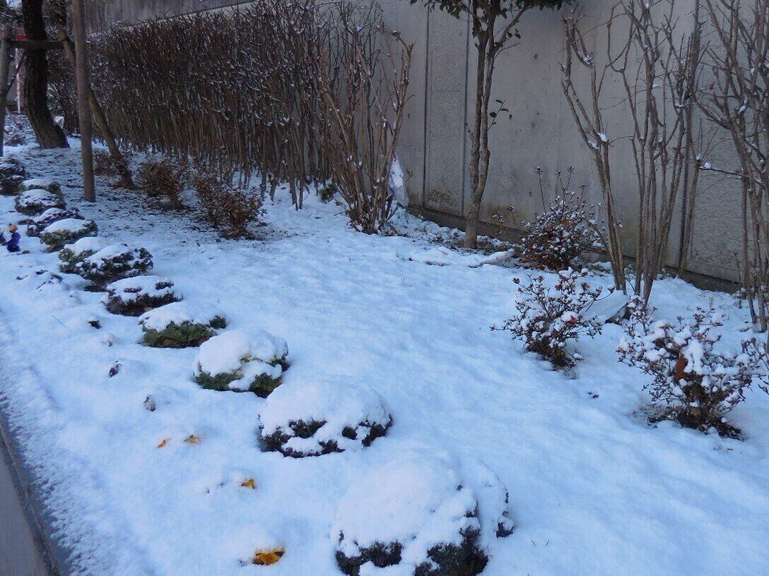 雪が積もった花壇