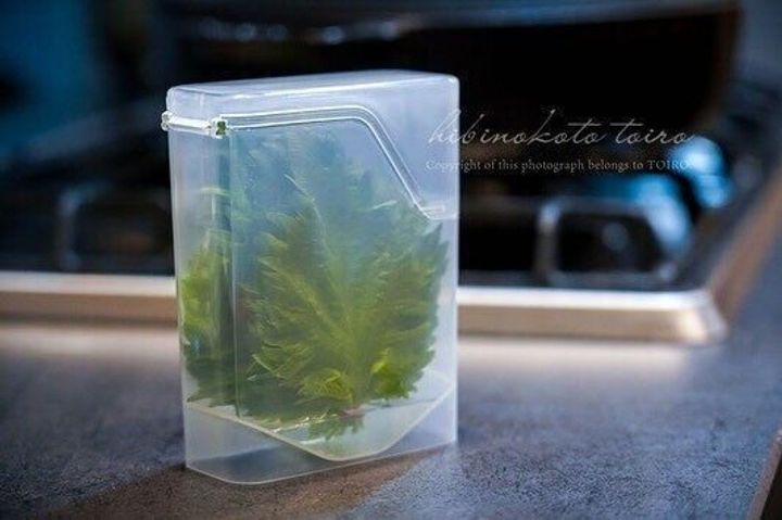 【セリア】びっくりするほど大葉が長持ちする優れもの