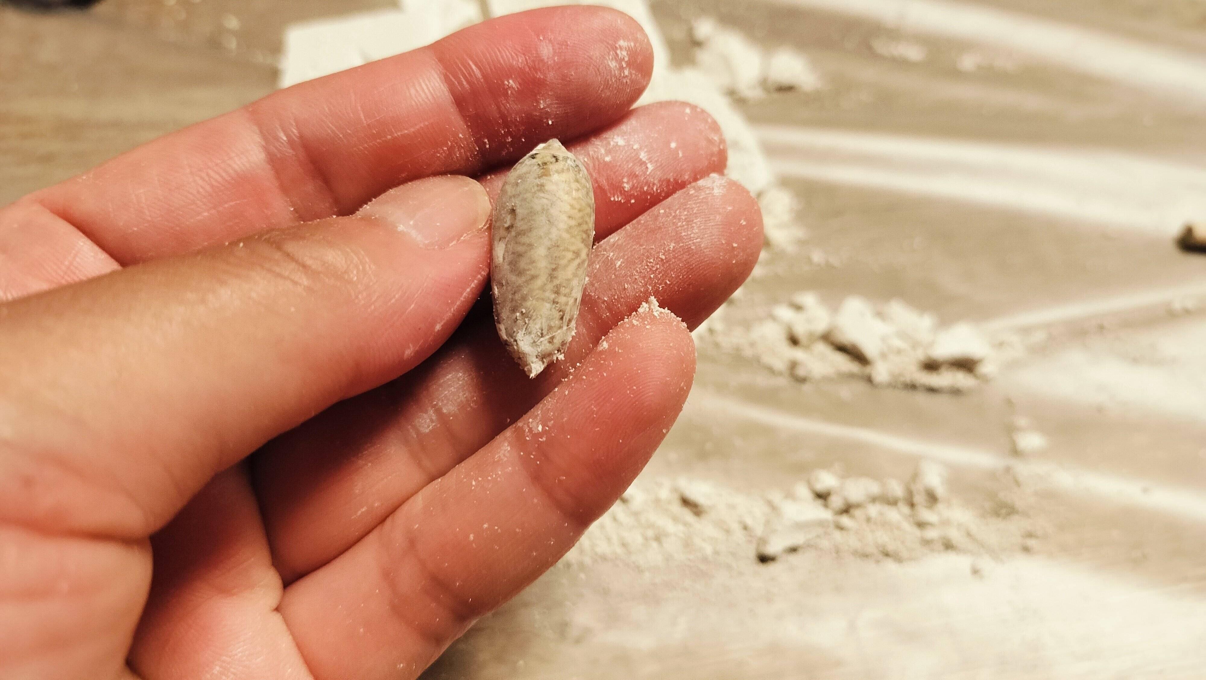 貝も綺麗に発掘できた