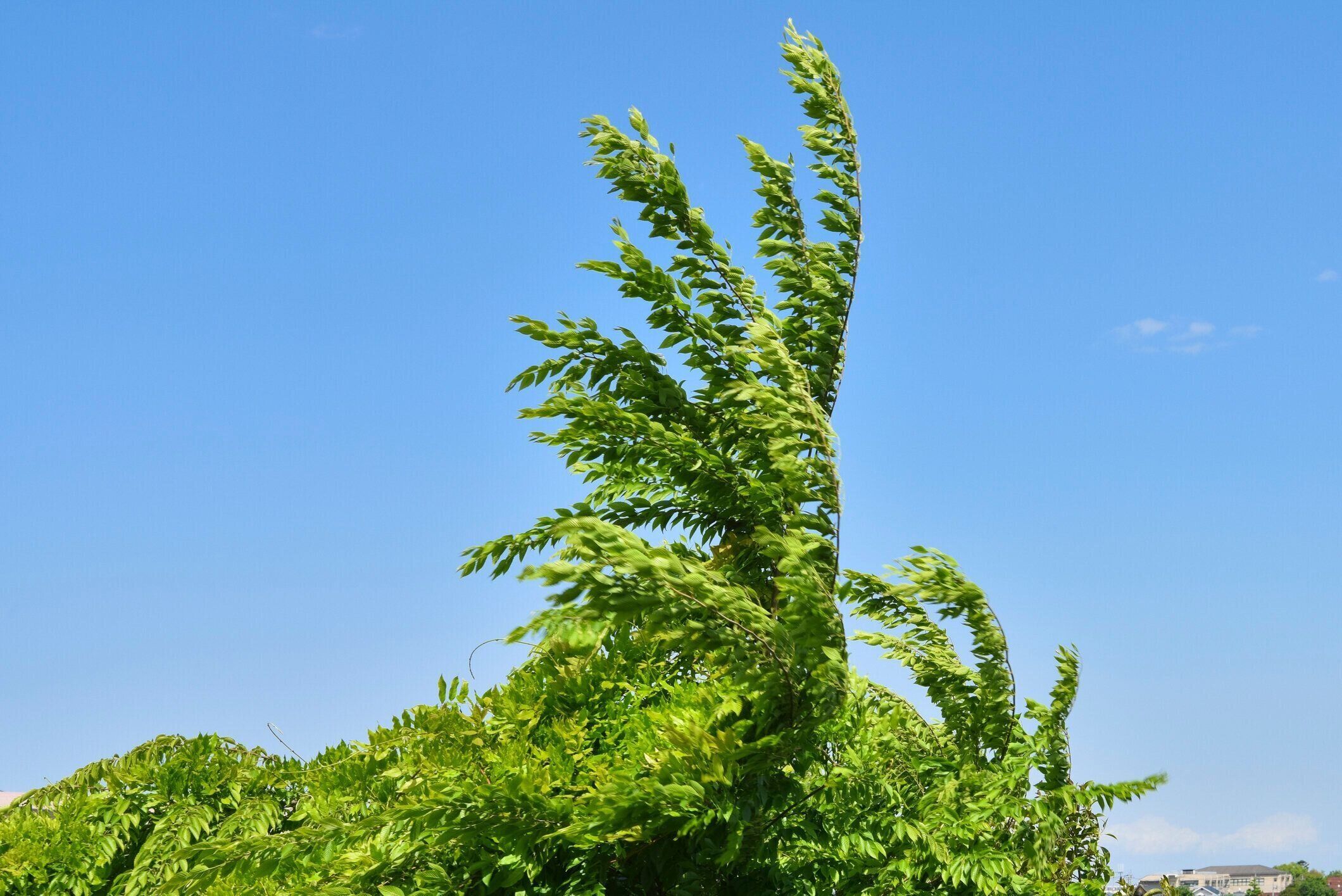 強風に揺れる植物