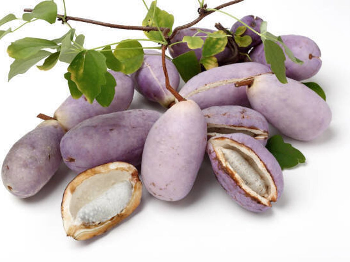 白い背景にアケビ