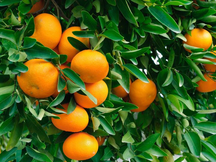 管理栄養士監修 ポンカン の主な栄養素とカロリーまとめ おすすめの調理方法は サンキュ 管理栄養士監修 ポンカン の主な栄養素とカロリーまとめ おすすめの調理方法は サンキュ