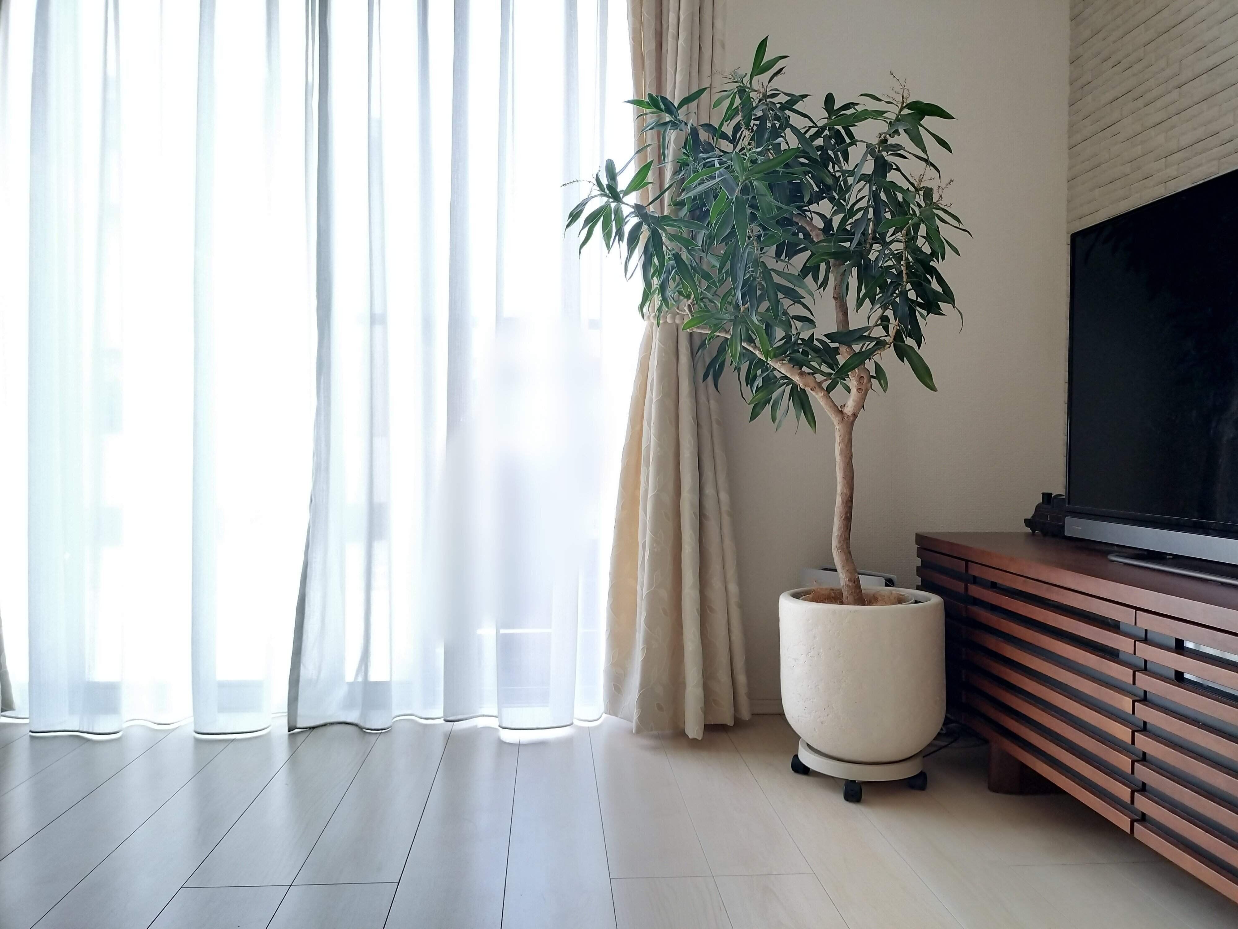 観葉植物が飾られたリビングの画像