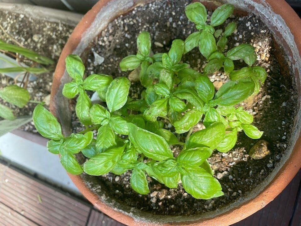 自然と調和した生活を送っている