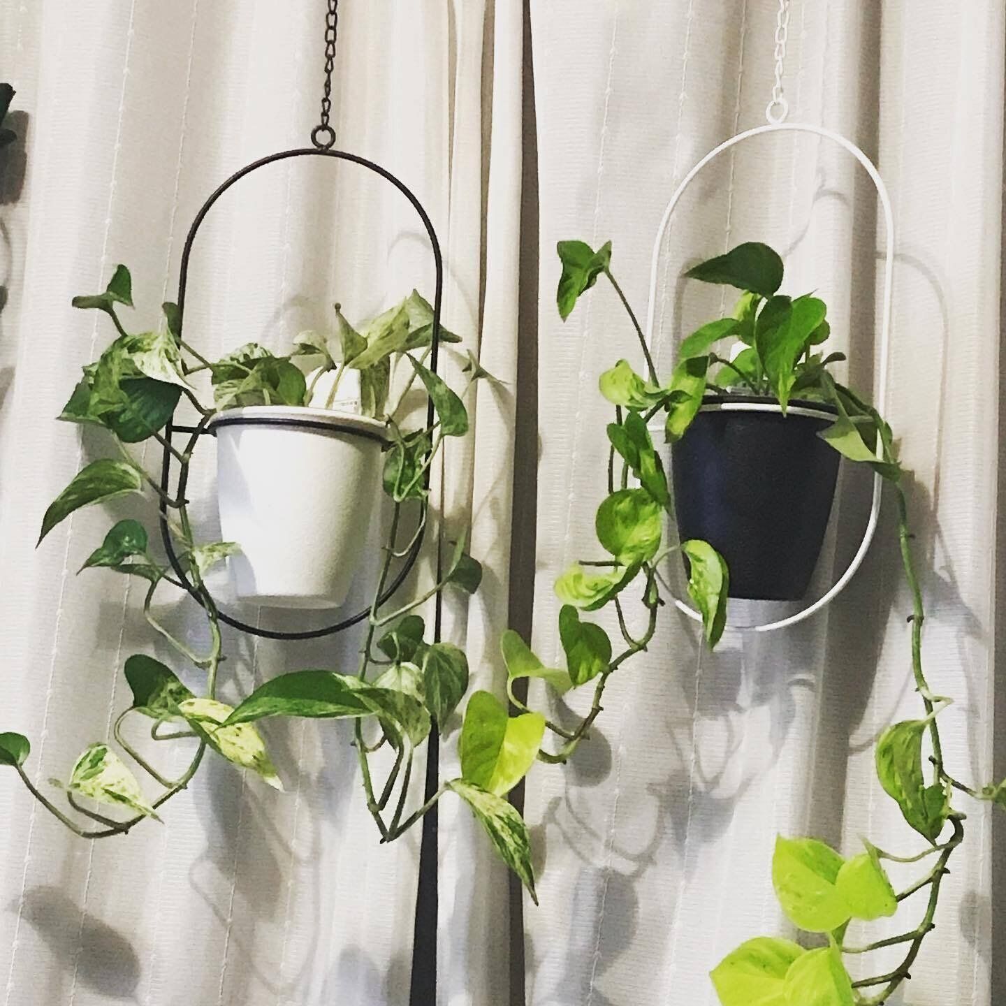 おしゃれな「ワイヤーハンギングポット」はアクセントにも◎