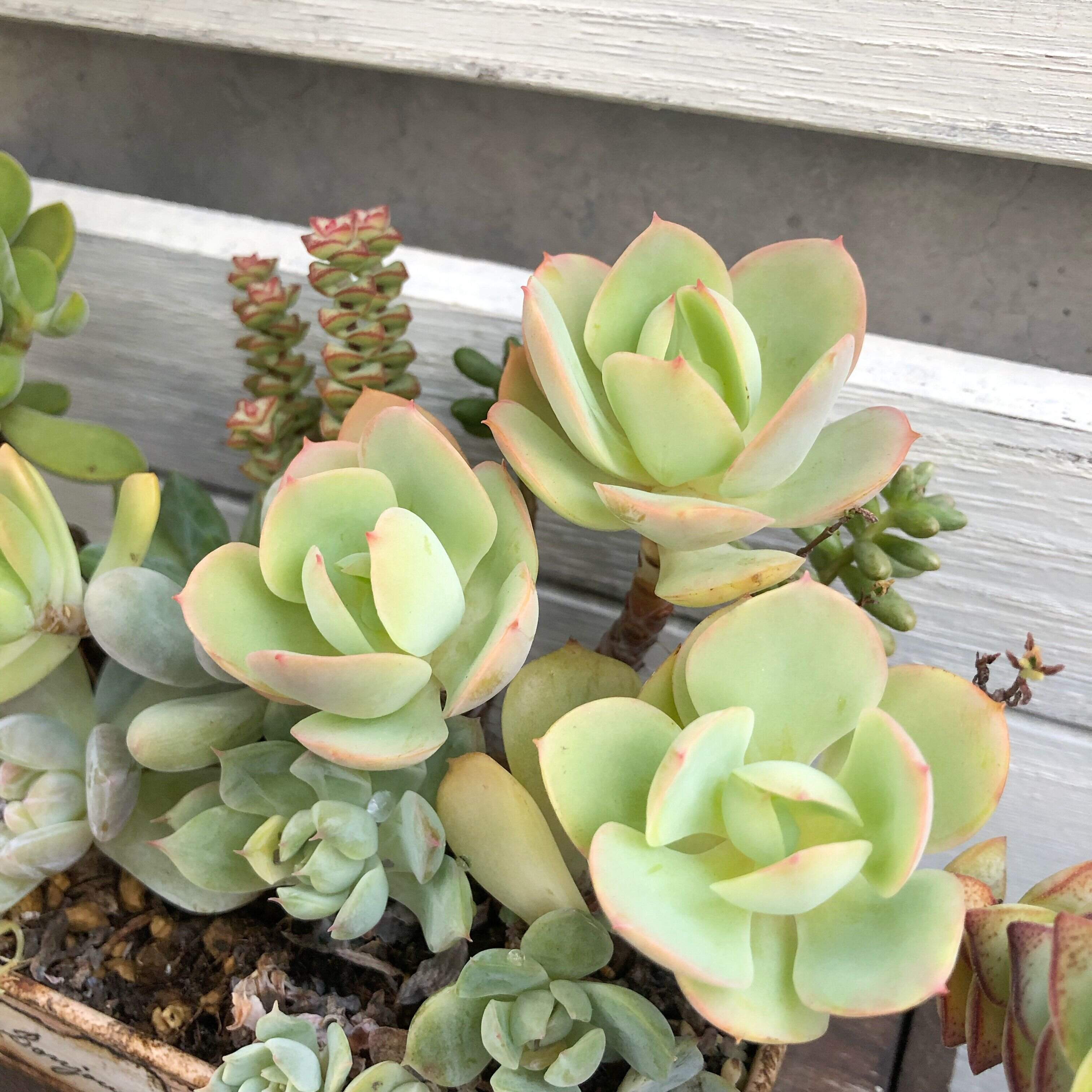 多肉植物　初心者　育て方