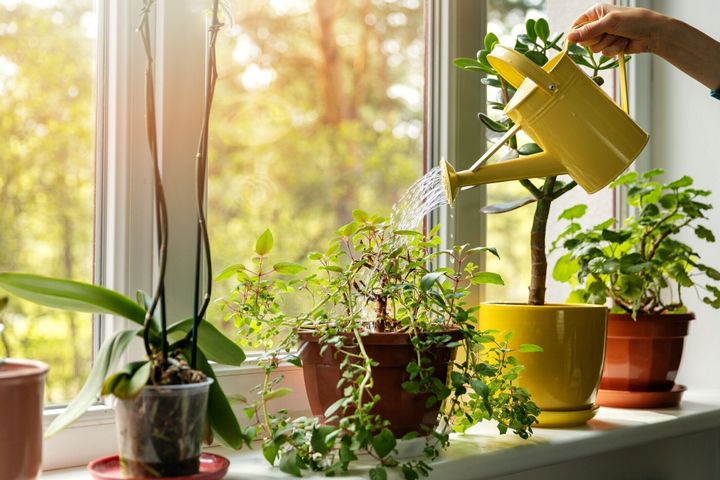 水で手は窓辺に屋内植物を散水することができます