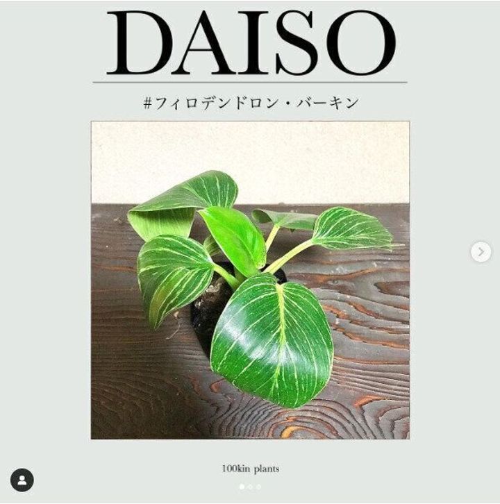 【ダイソー】観葉植物人気が絶頂!愛好家も要チェックしているダイソー植物たち