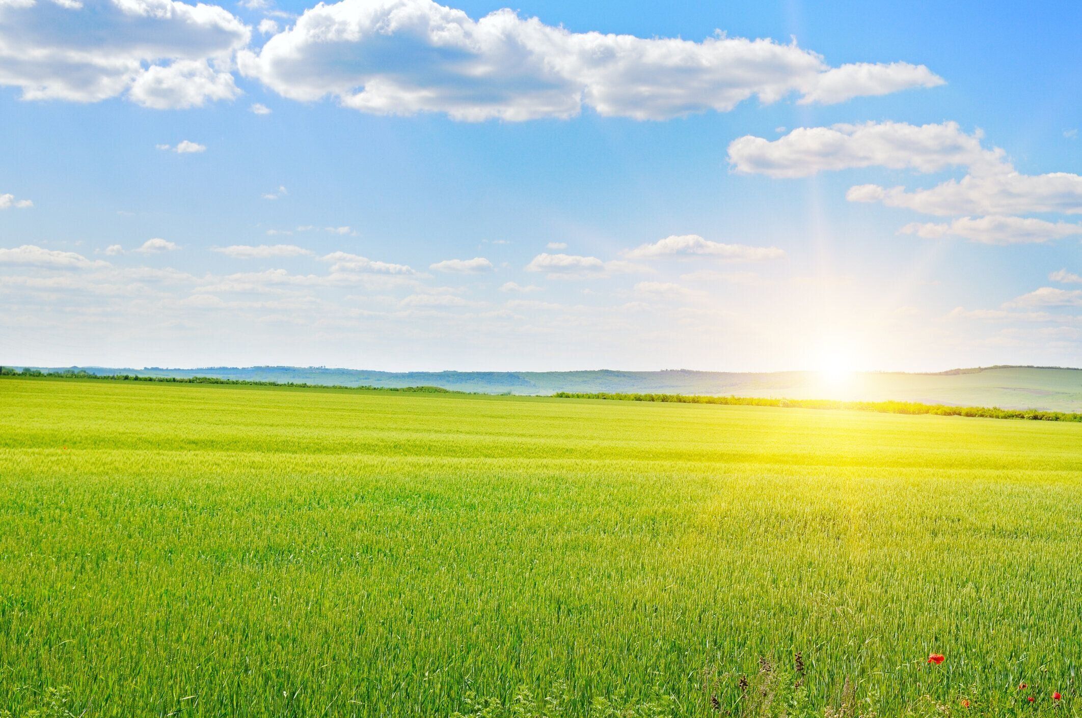 緑の小麦畑と日の出。