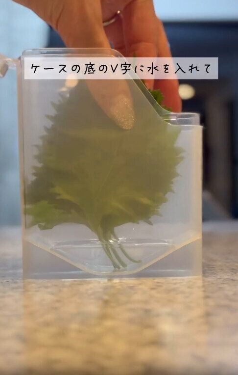 【セリア】ケース底に水を入れて保存するだけ