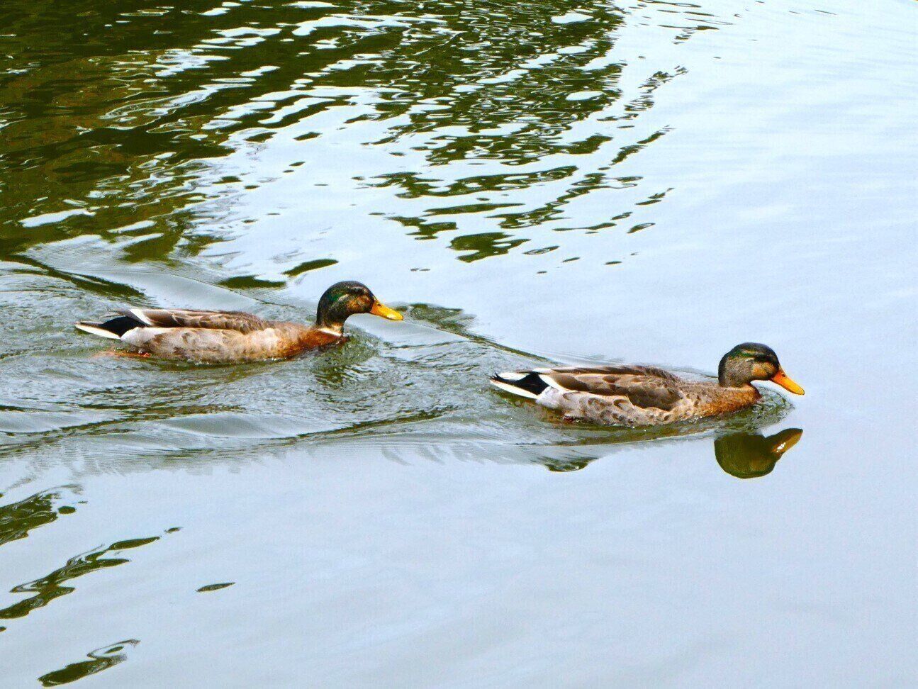 池の水面を泳ぐマガモ