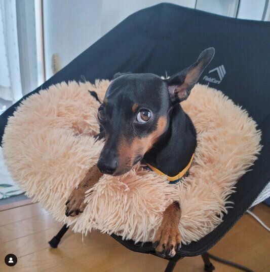 【ワークマン】たき火やバーベキューで大活躍！