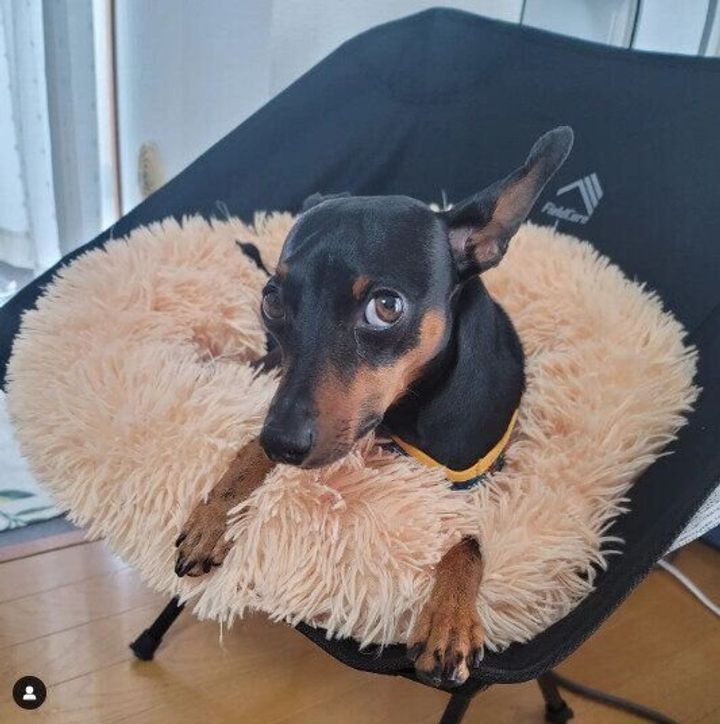 【ワークマン】たき火やバーベキューで大活躍!