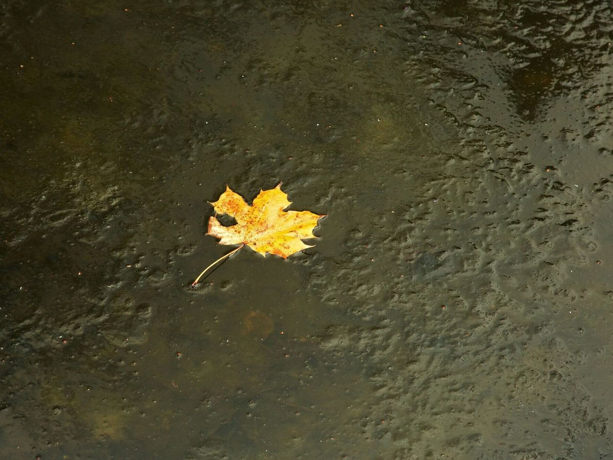凍った路面と落ち葉