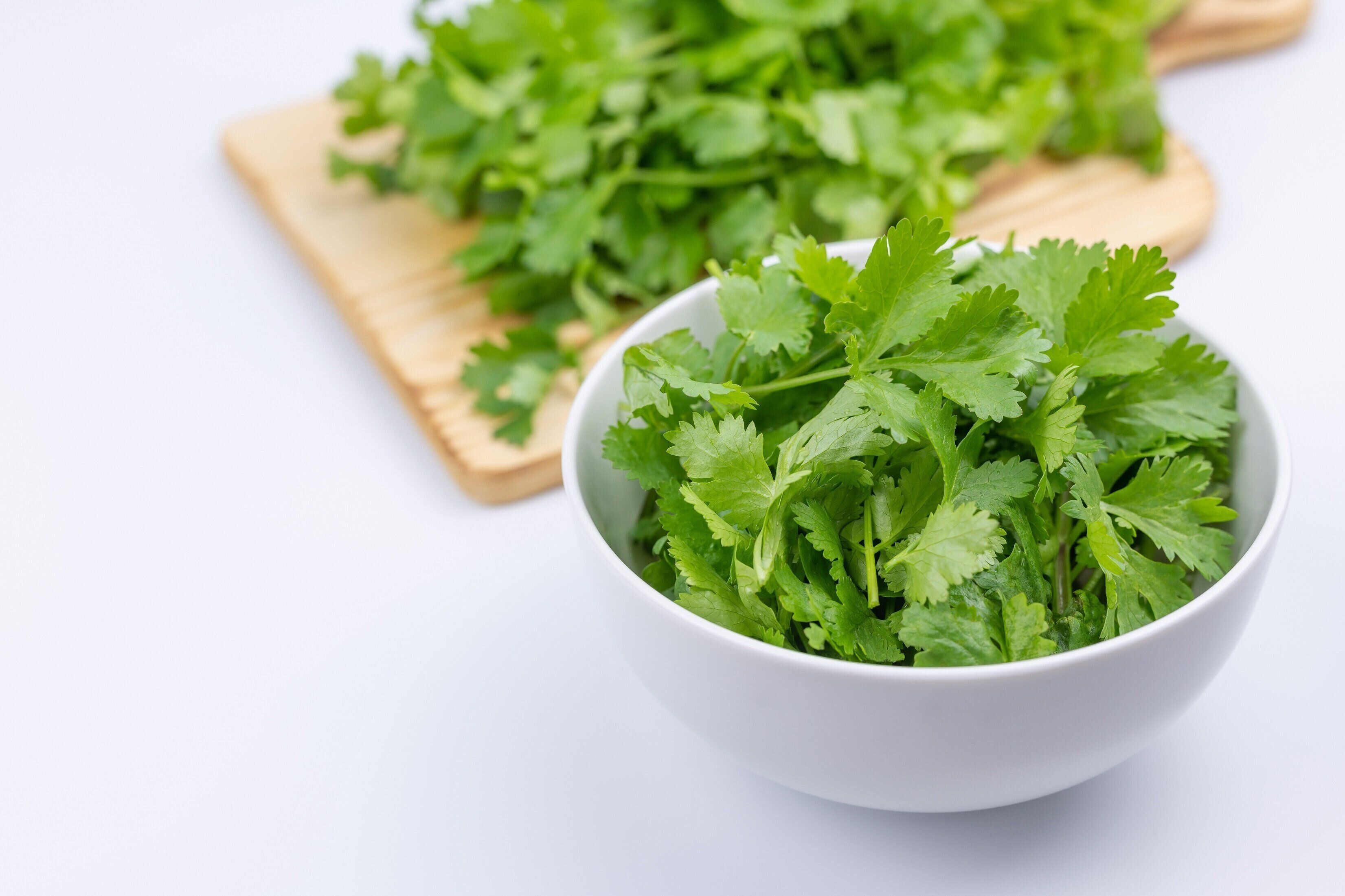 「パクチー」の冷凍方法は？上手な保存のコツやおいしい活用レシピを紹介