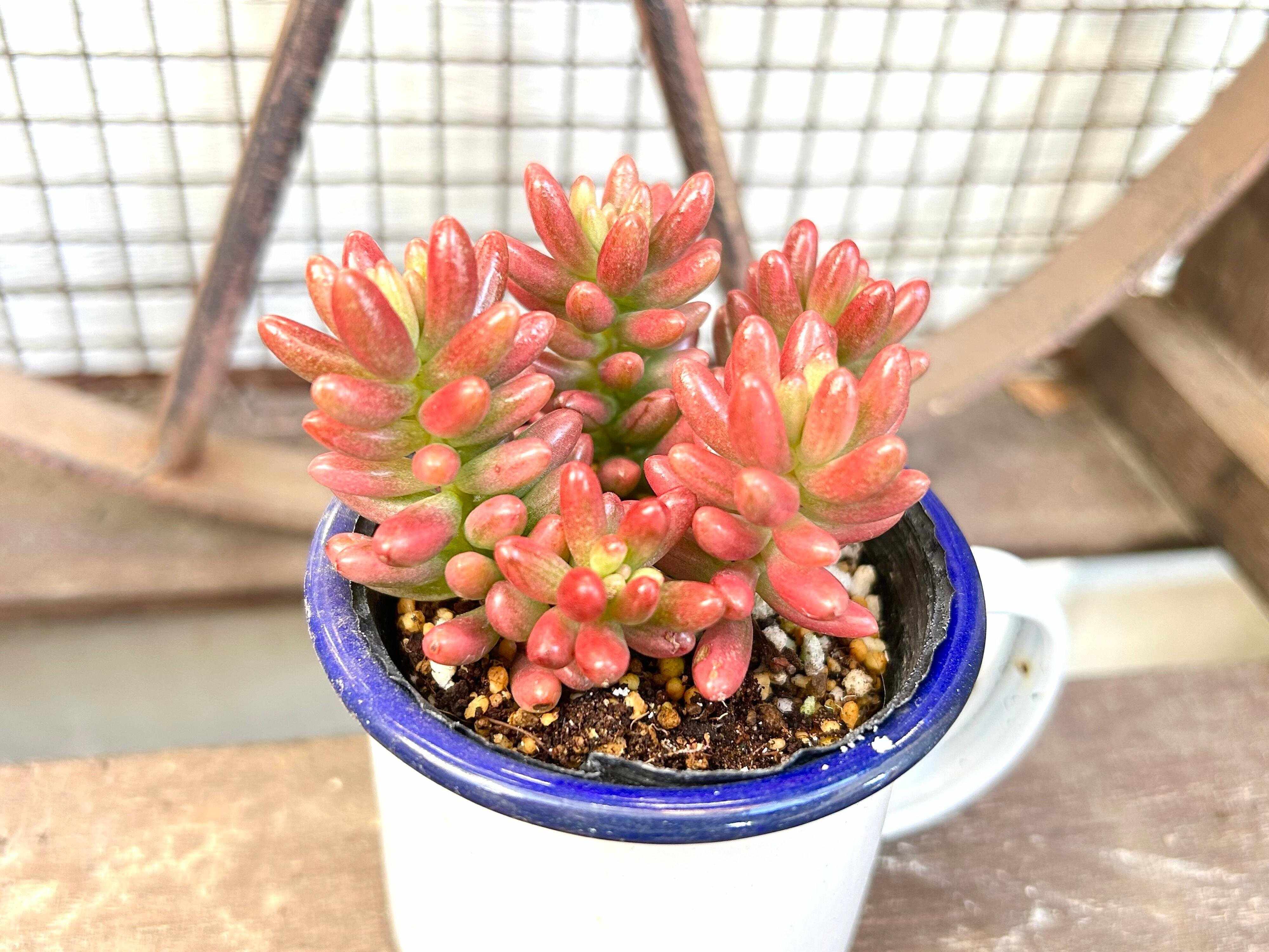 多肉植物　春　ピンク