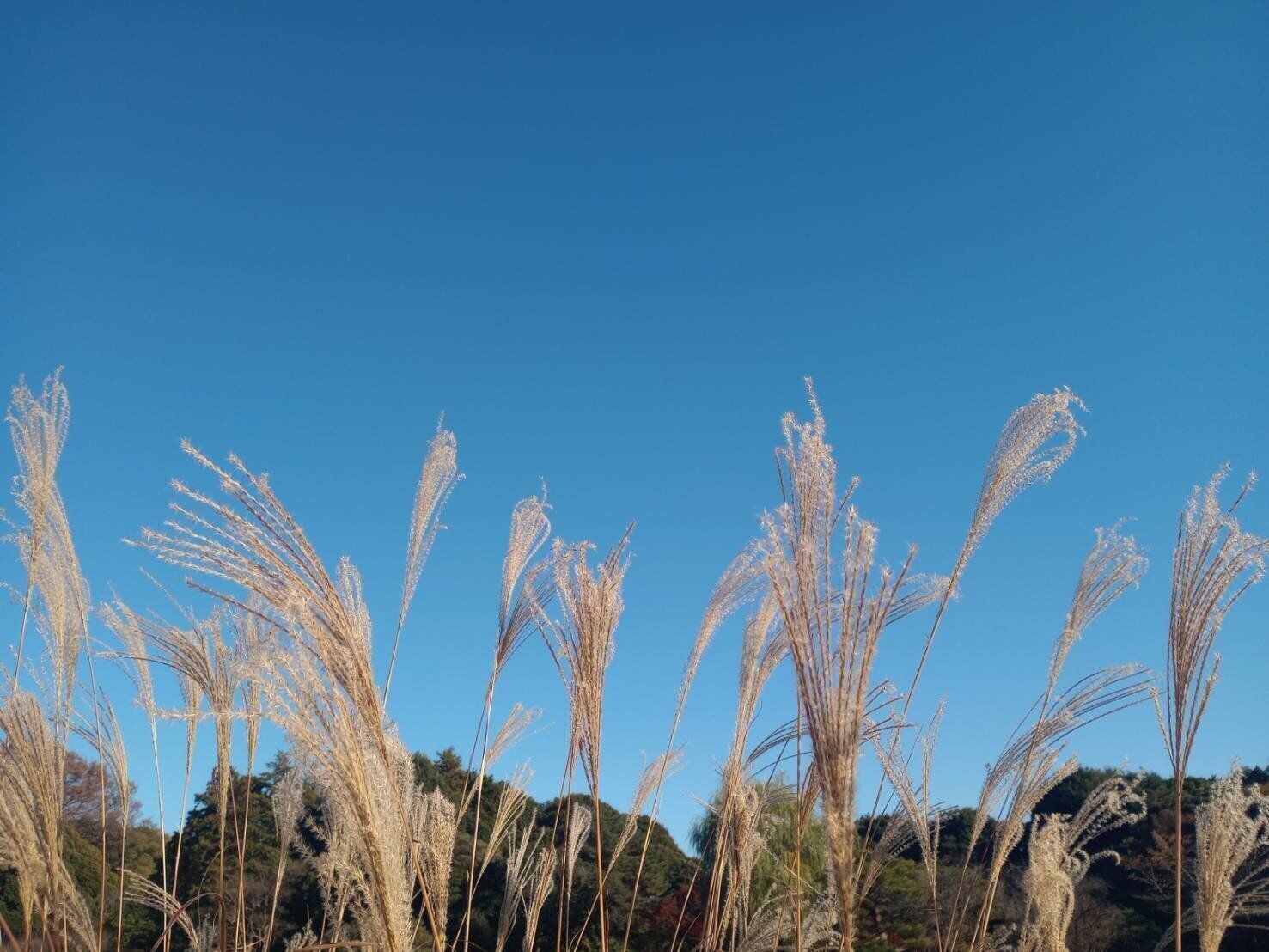 冬空とススキ