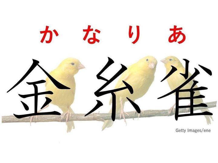 知っていると自慢できる 難読漢字クイズ 金糸雀 はなんて読む サンキュ 知っていると自慢できる 難読漢字クイズ 金糸雀 はなんて読む サンキュ
