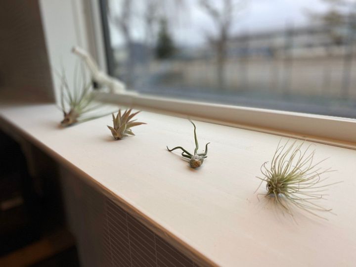 ただ置くだけでもフォトジェニック な無印良品のエアプランツ サンキュ ただ置くだけでもフォトジェニック な無印良品のエアプランツ サンキュ