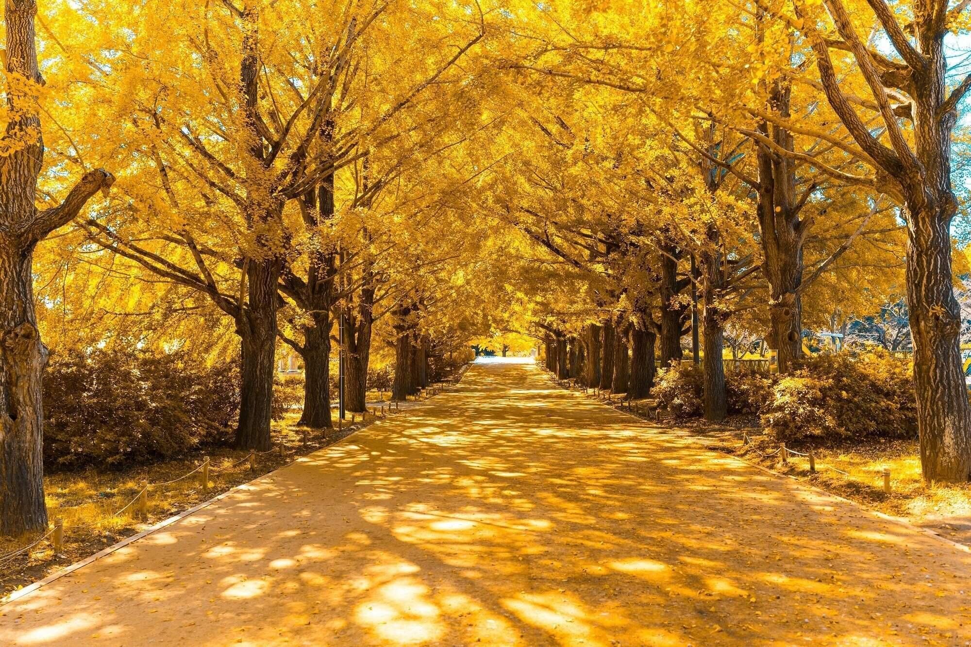 来年の運気を先取り！10月19日にやると金運があがることって⁉10月開運風水【Dr.コパの風水解説】