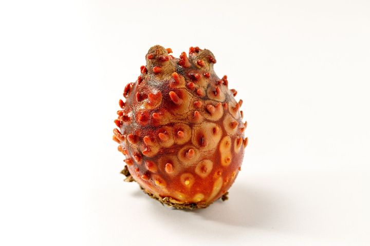 管理栄養士監修 ホヤ の主な栄養素とカロリーまとめ おすすめな調理方法は サンキュ 管理栄養士監修 ホヤ の主な栄養素とカロリーまとめ おすすめな調理方法は サンキュ