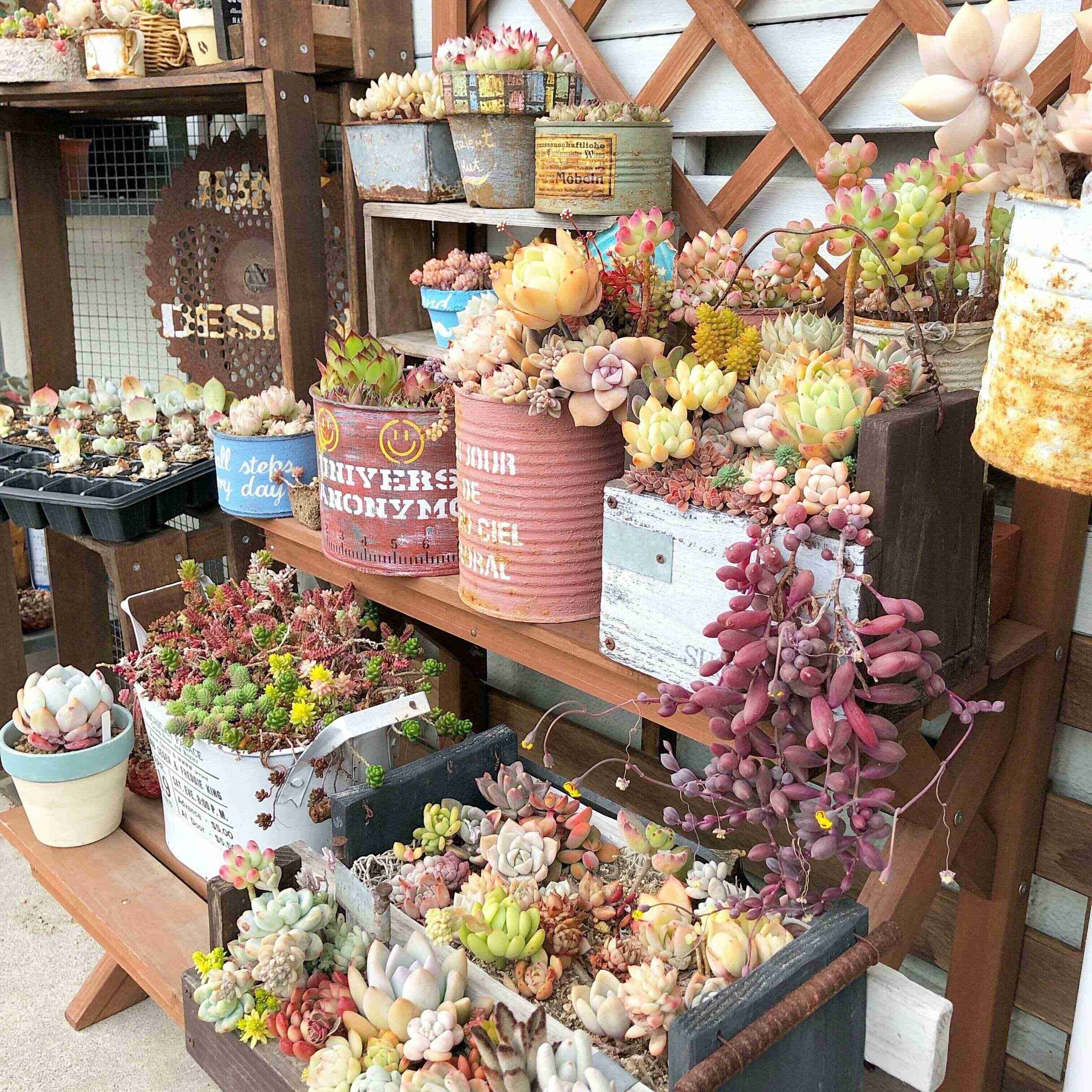 多肉植物　初心者　育て方