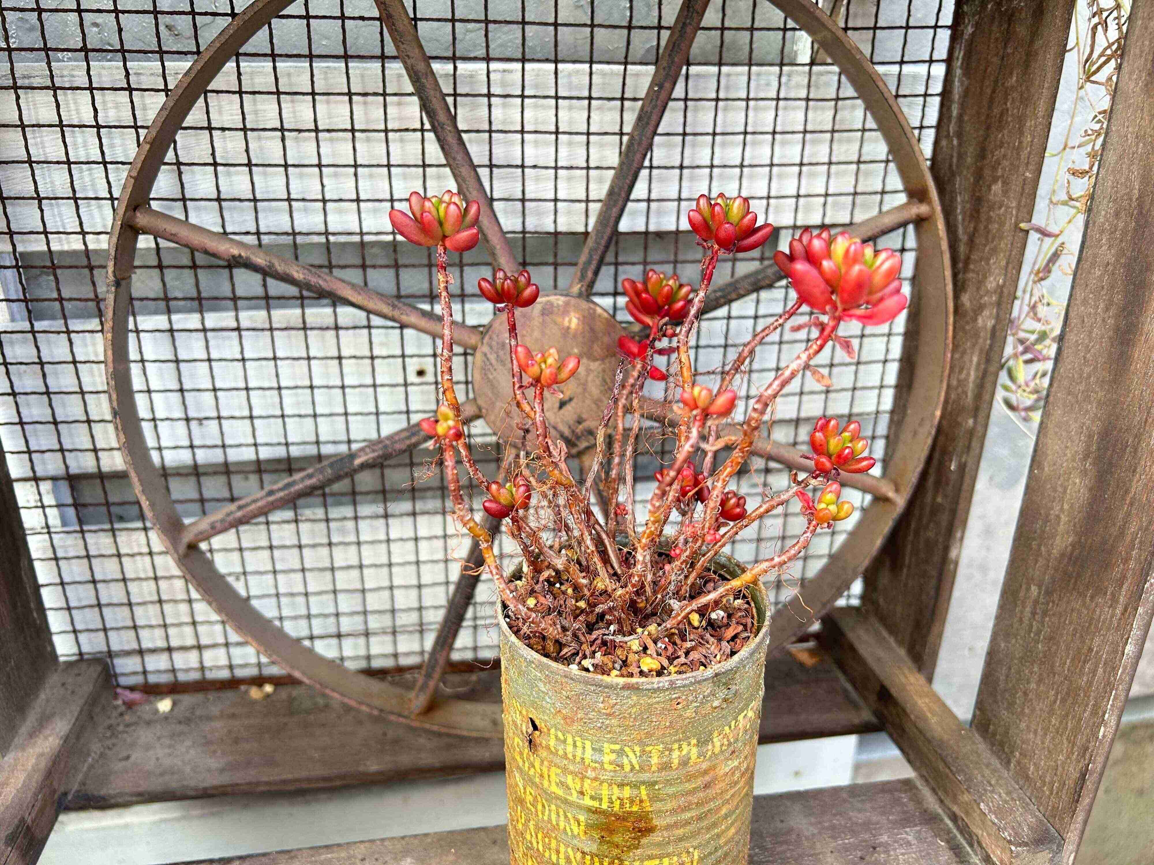 多肉植物　生命力