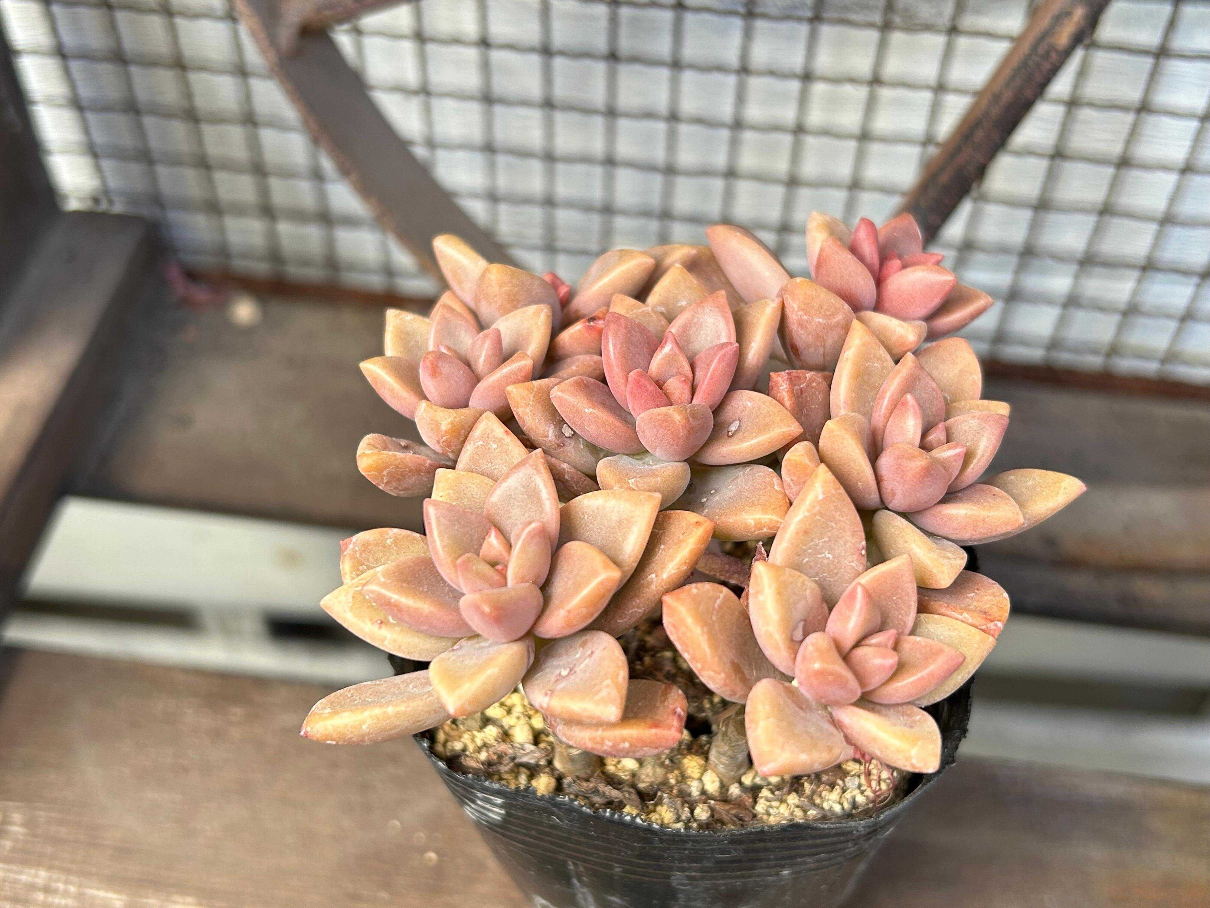 多肉植物　ブロンズ姫