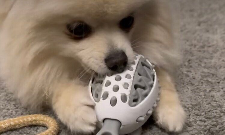 ペット用ハリネズミのエサ探しおもちゃ