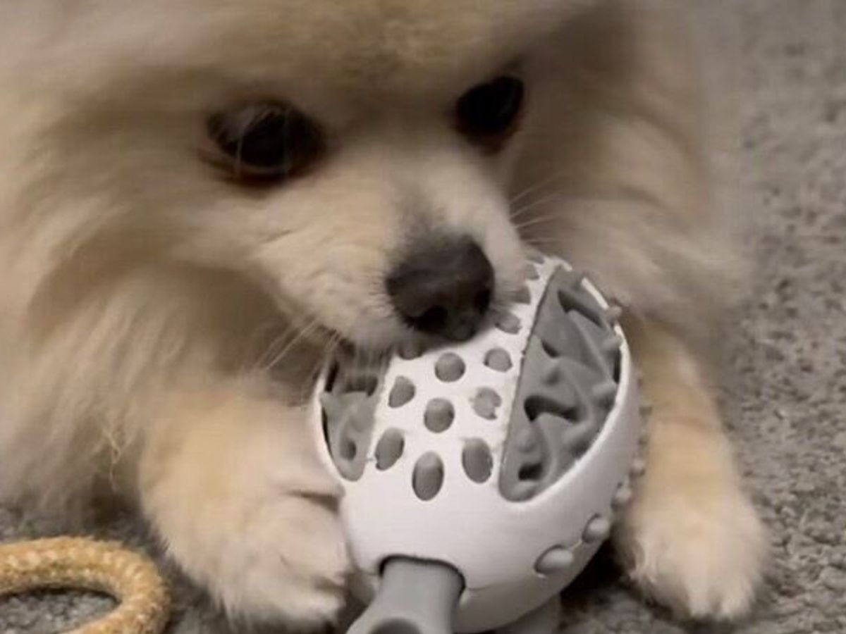 ペット用ハリネズミのエサ探しおもちゃ