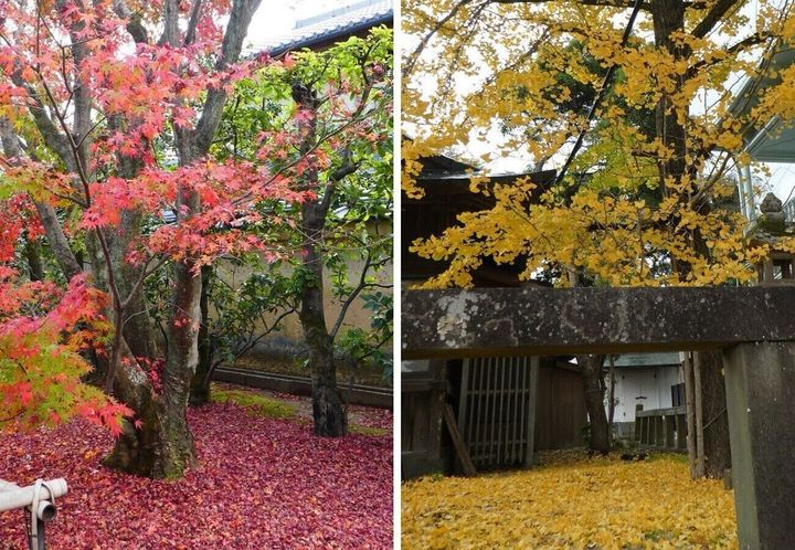 モミジとイチョウ