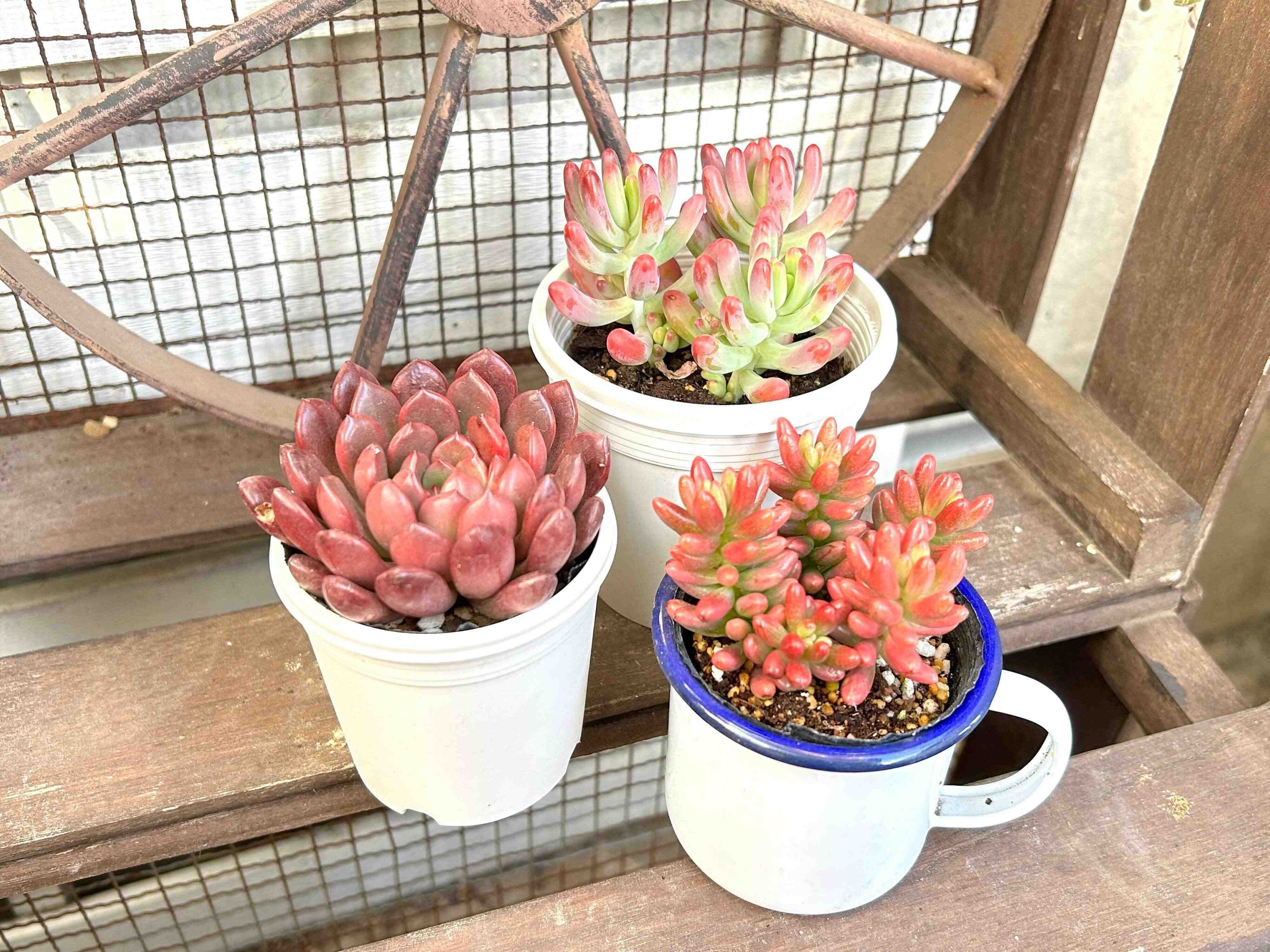 多肉植物　春　ピンク