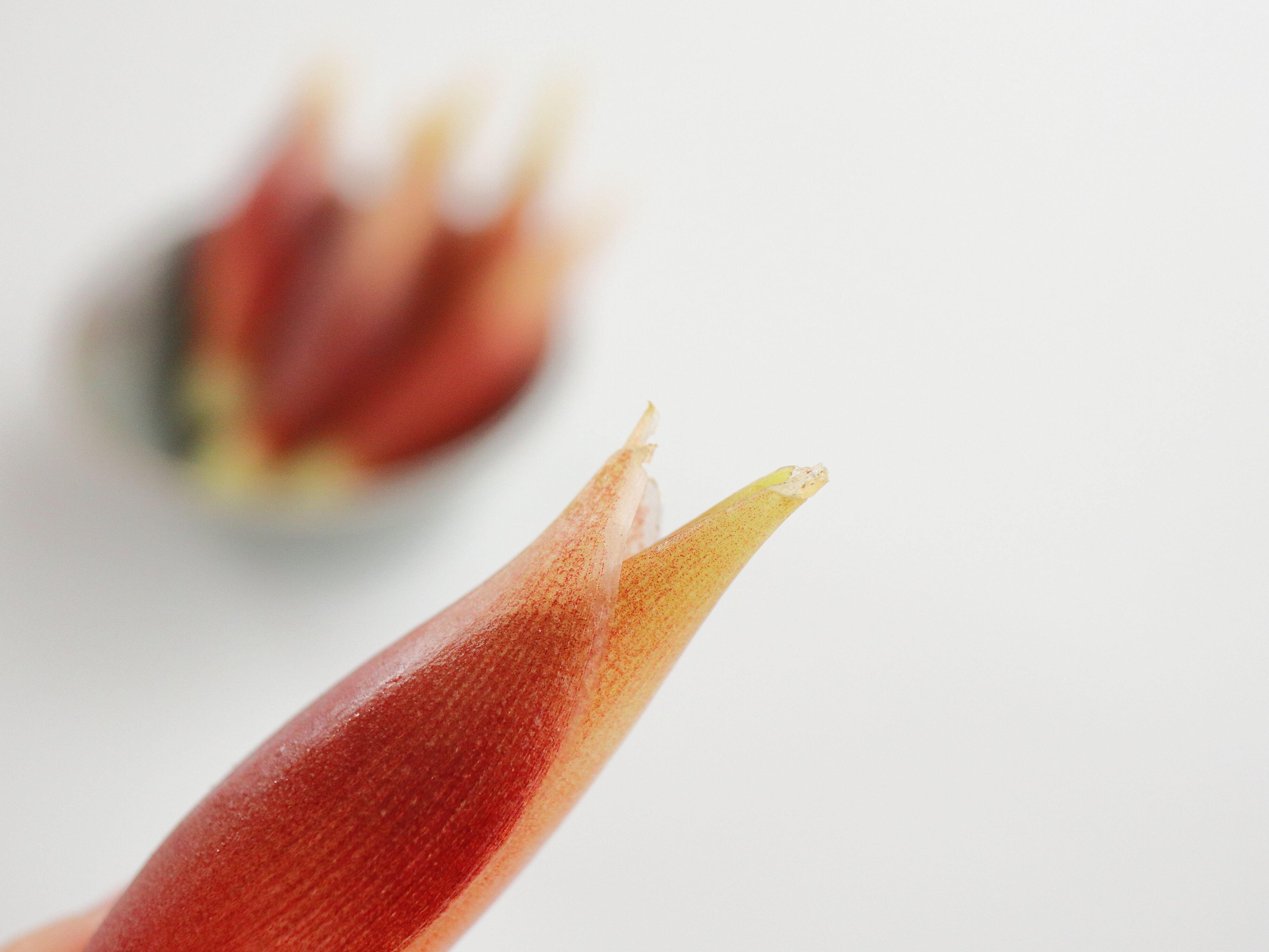 穂先がしまっているもの