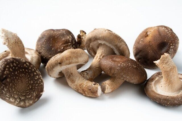 しいたけ