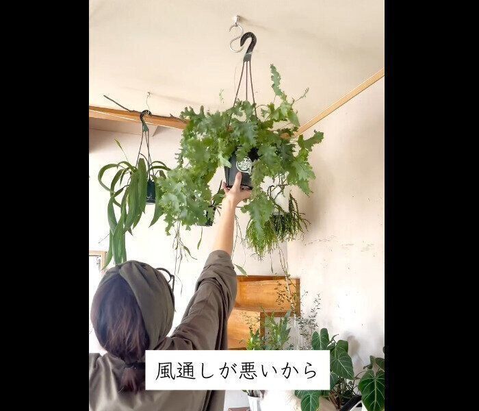 【ダイソー】ついに出た！壁面にしっかり固定フック