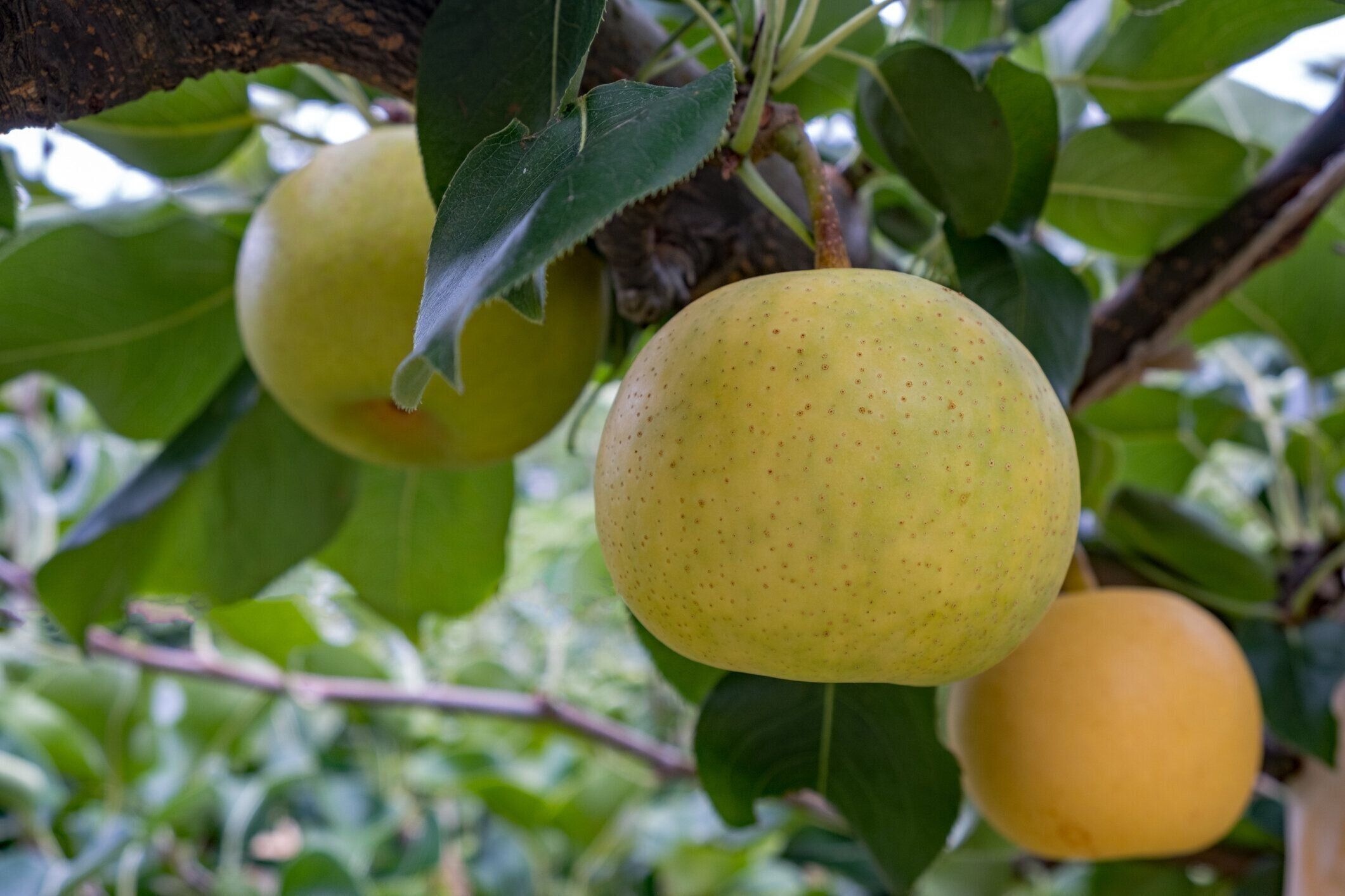 梨フルーツ鳥取