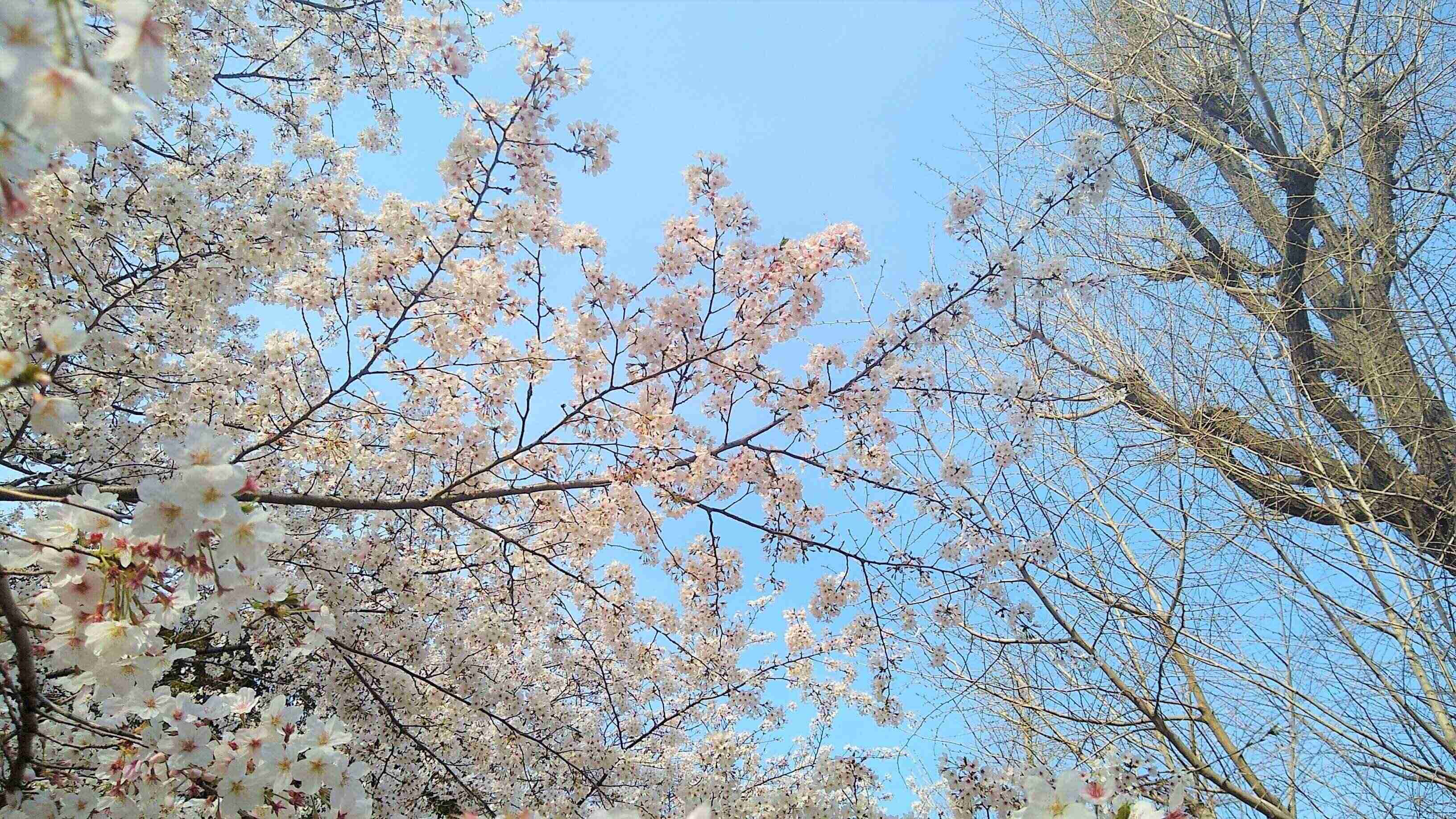 桜と青空