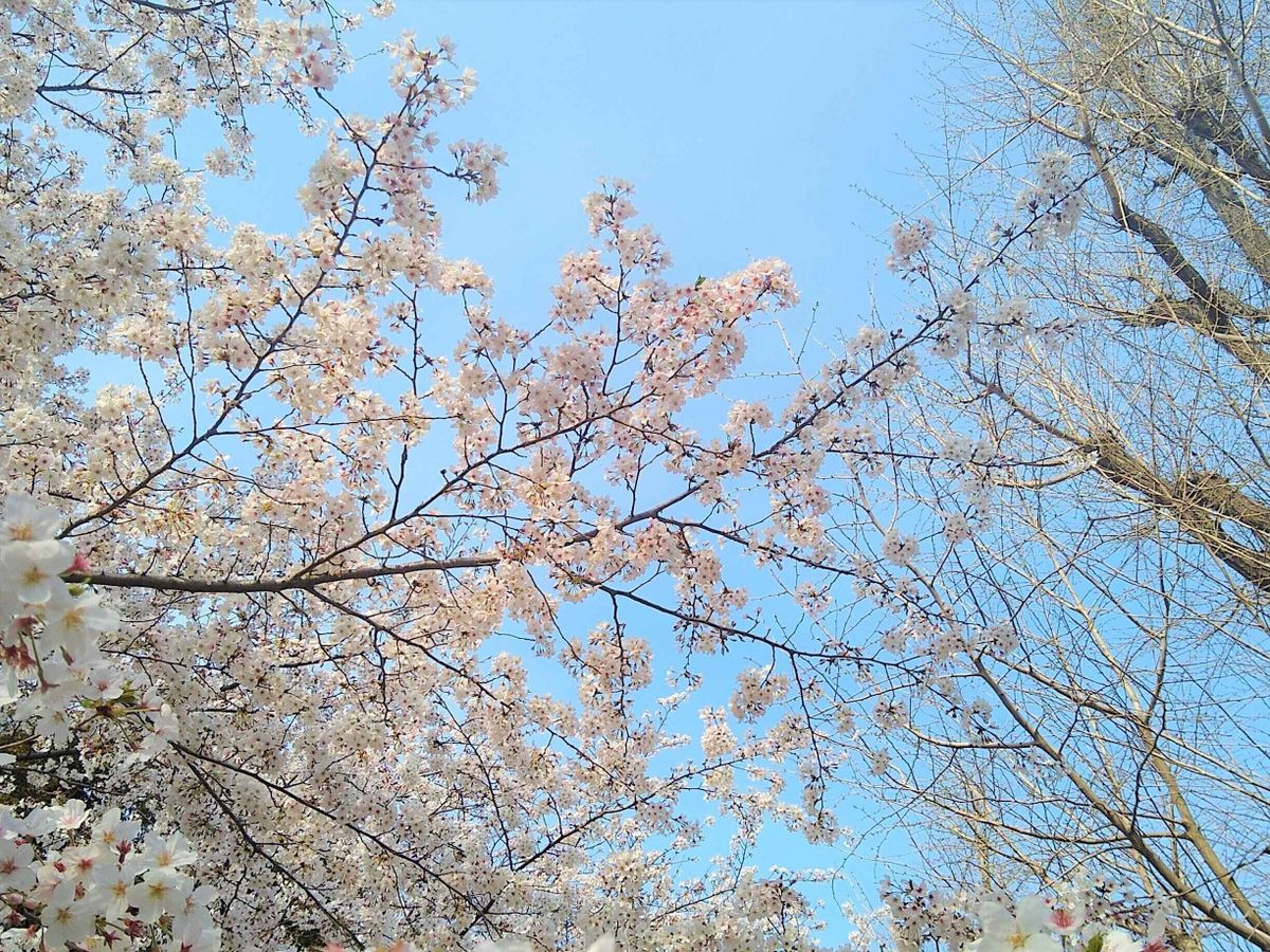 桜と青空